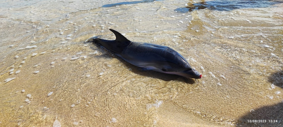 Devuelven al mar un delfín varado en Malpica