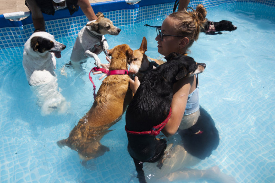 Casi 300.000 animales de compañía abandonados en 2022: causas y soluciones