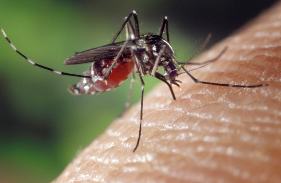 Alertan de la expansión "desatada" del mosquito tigre en España por el calor