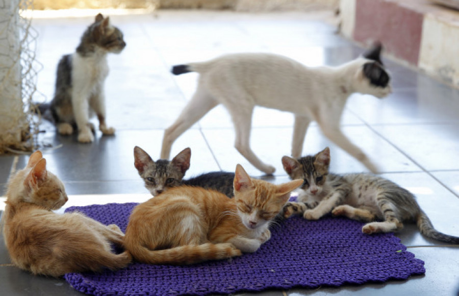 El plazo para pedir ayudas de la Xunta para gastos de adopción de animales abandonados abre este jueves