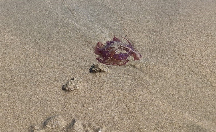 Localizan y recogen varios ejemplares de medusas en playas de Carballo y Malpica