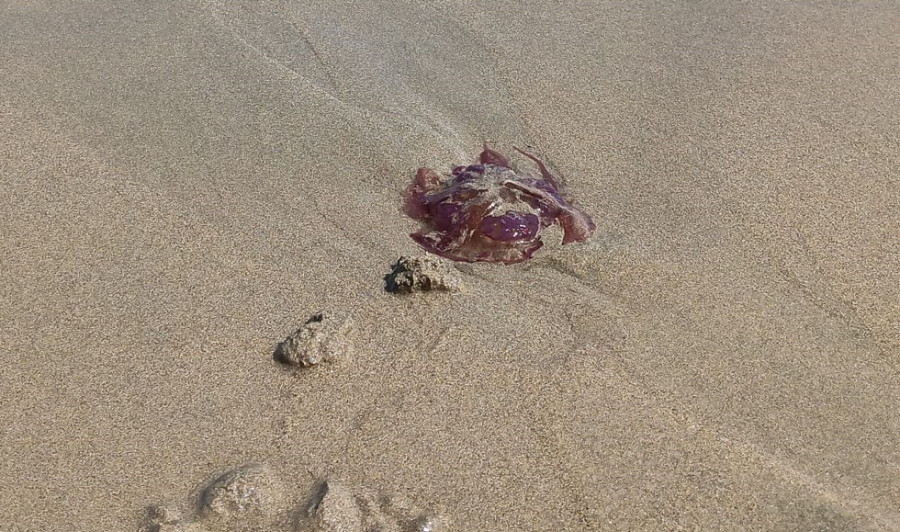 Localizan y recogen varios ejemplares de medusas en playas de Carballo y Malpica