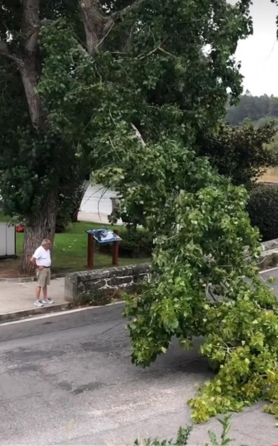 La caída de la rama de un chopo en Ponteceso corta parte de la AC-431