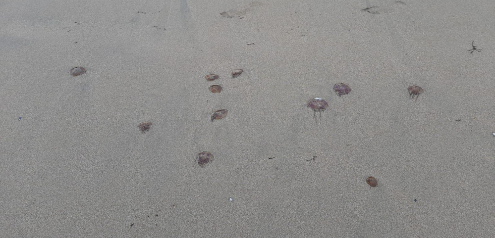 Una menor necesita asistencia tras la picadura de una carabela en la playa de Malpica