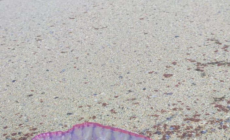 Invasión de carabelas portuguesas y medusas en las playas de la Costa da Morte