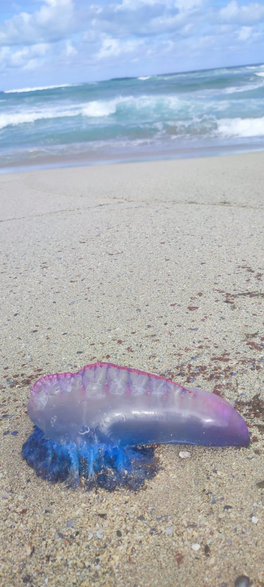 Invasión de carabelas portuguesas y medusas en las playas de la Costa da Morte