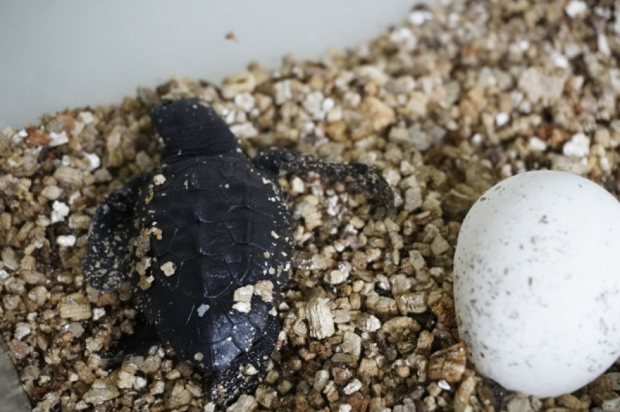 Nacen 39 crías de tortuga boba en una playa de Marbella
