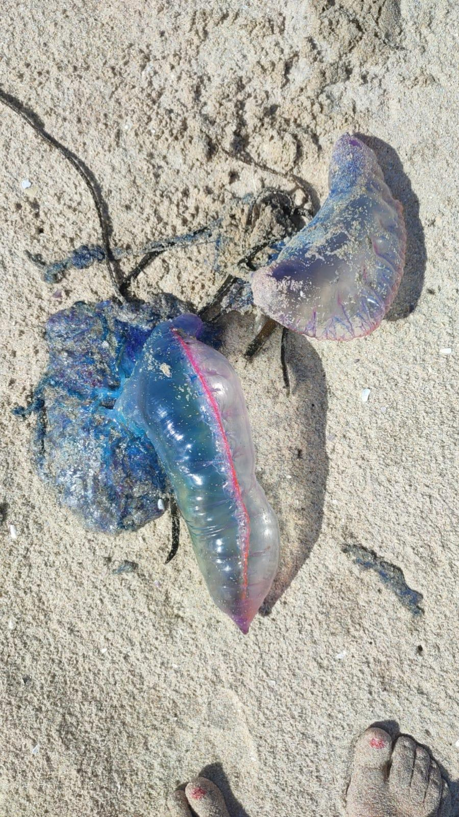 Nueva llegada masiva de carabelas y medusas a las playas de Caión y Malpica
