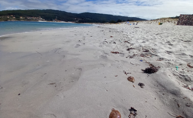 Aparecen cientos de medusas en las playas de Laxe y Soesto