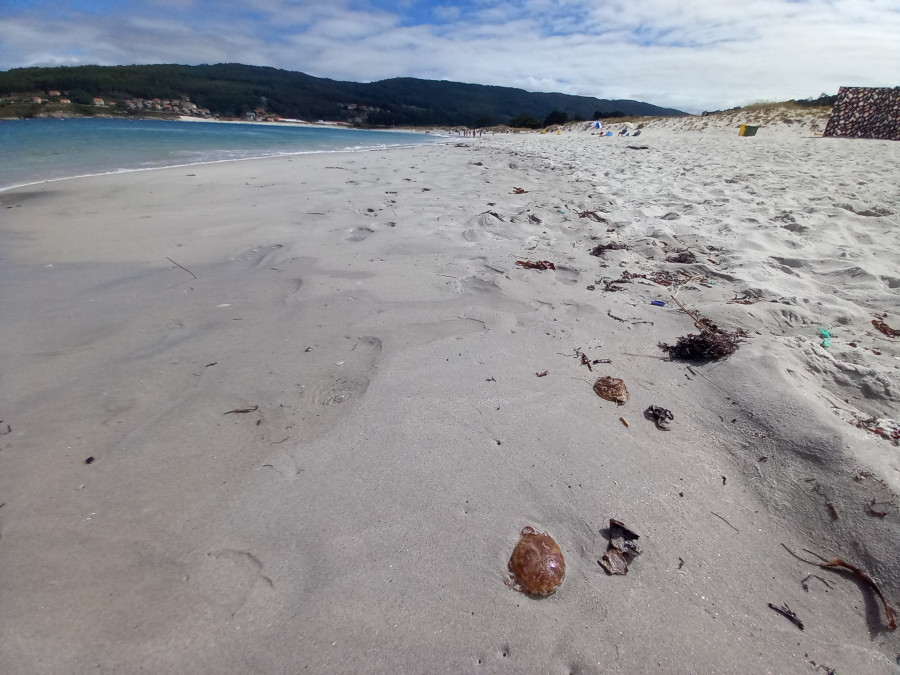 Aparecen cientos de medusas en las playas de Laxe y Soesto