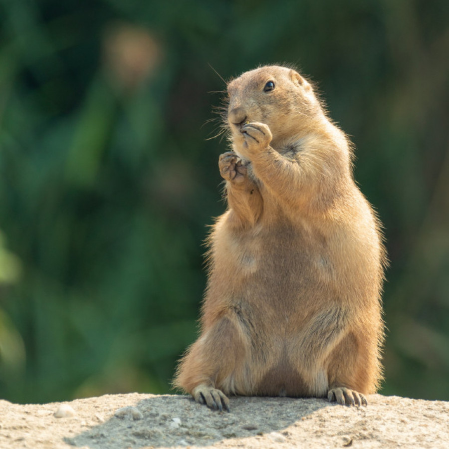 Muere de peste bubónica en Mongolia por comer carne de marmota