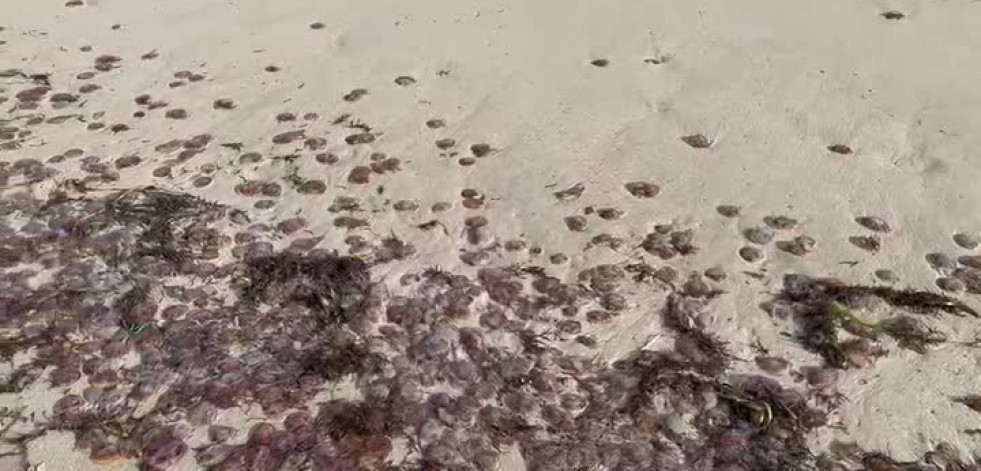 Las playas de Malpica amanecen con millares de medusas