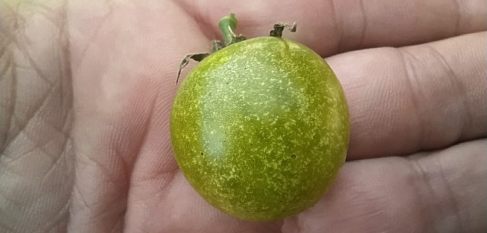 ¿Por qué el tomate cherry A Marola de Dexo es el mejor de España?