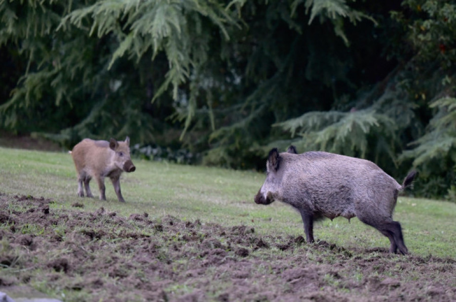 Arco Iris pide "aparcar" la caza del lobo y "controlar" el jabalí