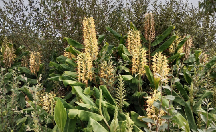 Una nueva planta invasora llega a Galicia: el jengibre del Himalaya