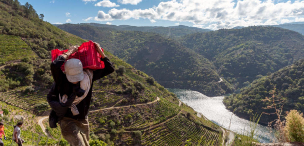 Bodegas Regina Viarum inicia la vendimia en Ribeira Sacra y presenta sus Jornadas Heroicas
