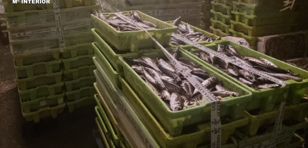 Incautadas más de tres toneladas de jurel en el puerto de Camariñas