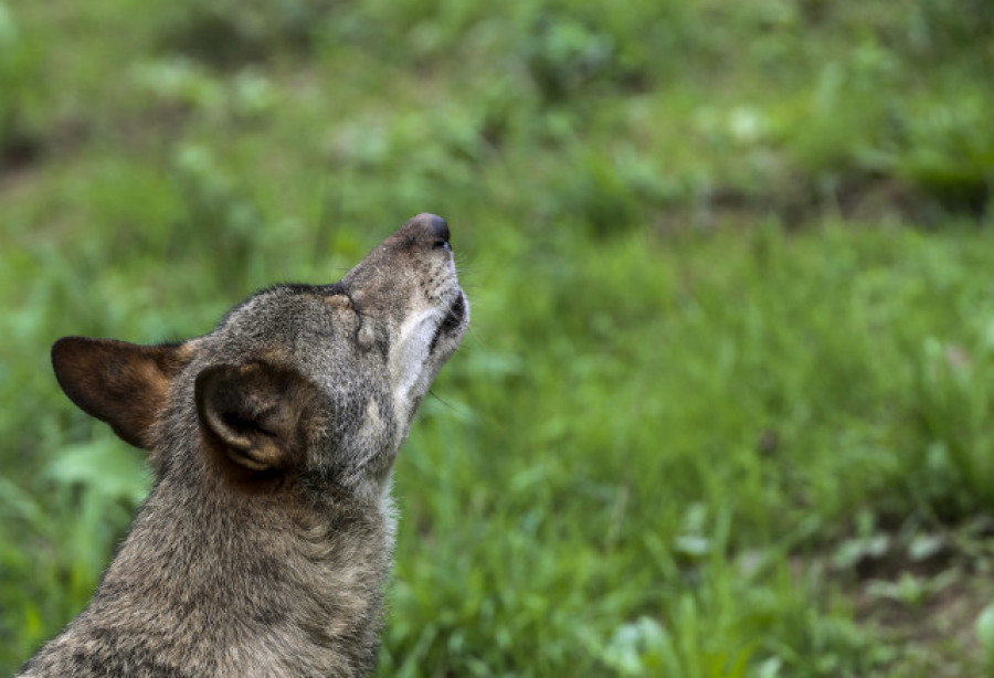 Admitido a trámite otro recurso de ecologistas contra la caza del lobo en Galicia