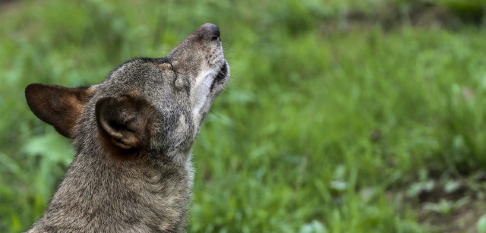 La Xunta aportó más de 700.000 euros a ganaderos para compensar ataques de lobos en 2023