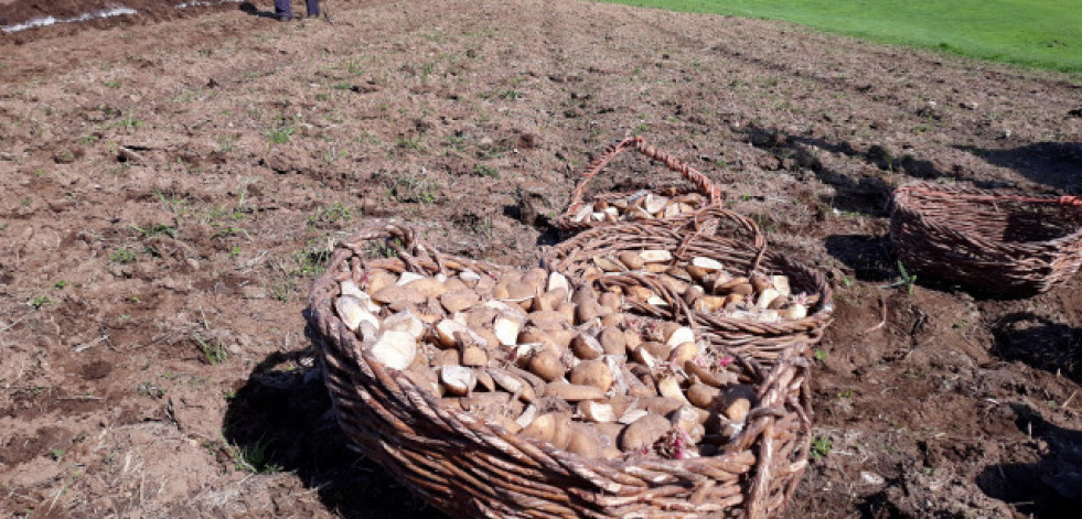 La Xunta levanta la prohibición de cultivar patata en Caión