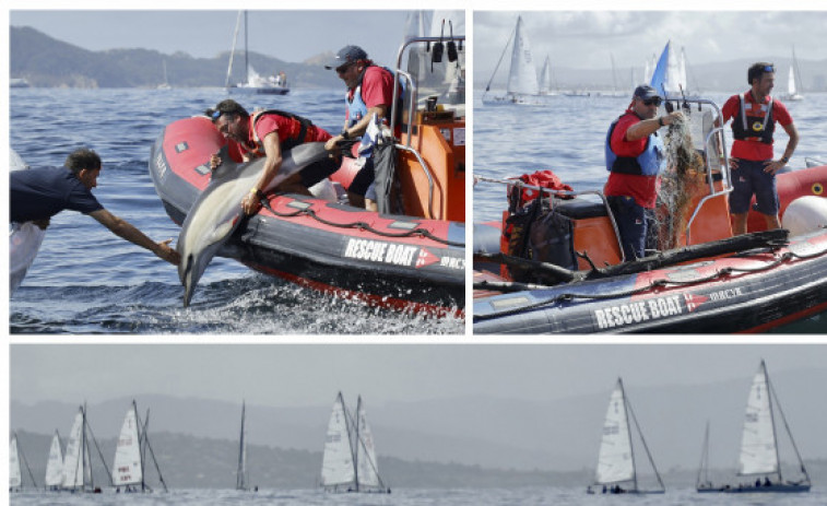 Personal del Mundial J80 de Baiona libera a un delfín enganchado en unas redes