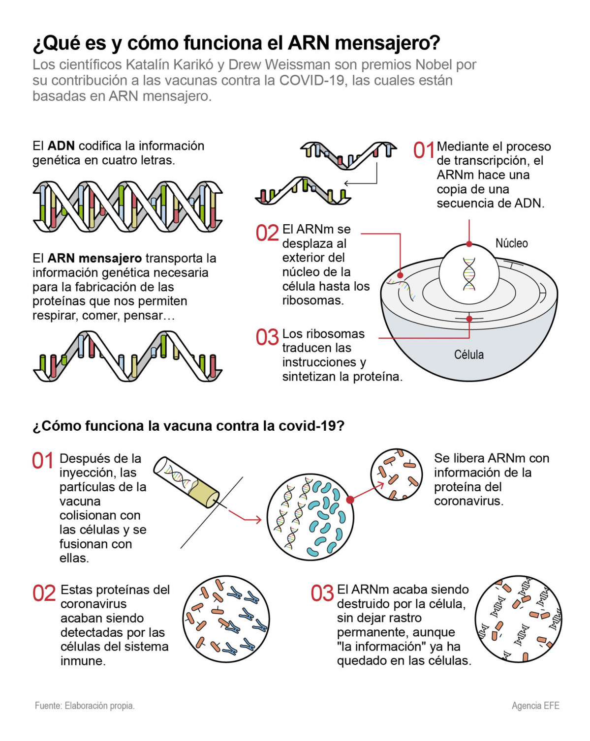 Grafico como funciona ARN mensajero