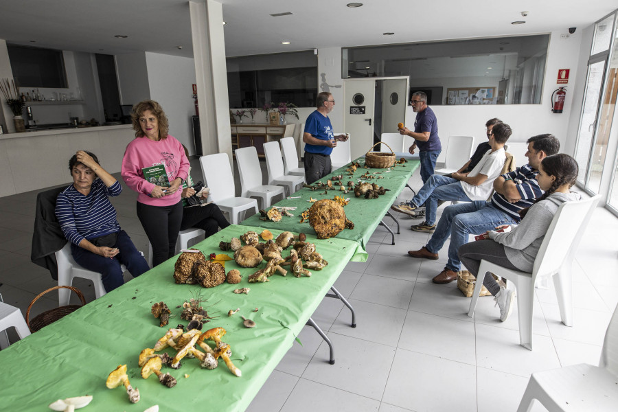 Xornadas Micolóxicas en Carballo