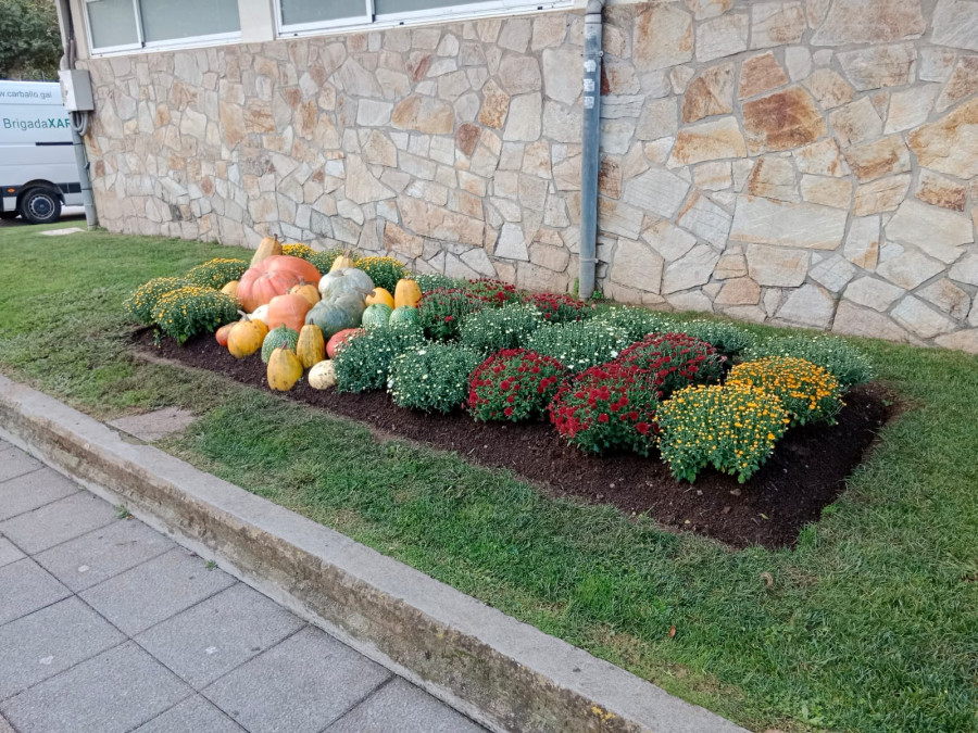 Carballo reparte entre la ciudadanía las plantas de temporada retiradas de los jardines