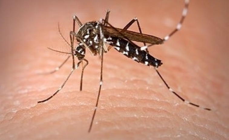 Recomiendan repelente ante la aparición de mosquitos tigre en colegios de Vigo