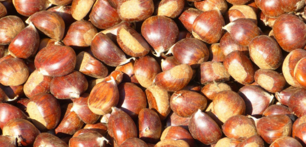 La cosecha de castaña en Galicia se pronostica mala en calidad y cantidad