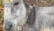Investigan a un vecino de Dumbría por maltratar a un burro