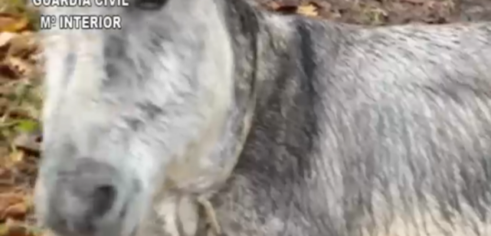 Investigan a un vecino de Dumbría por maltratar a un burro