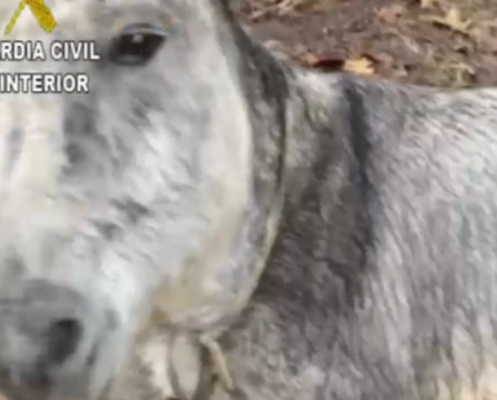 Burro maltratado en Dumbría