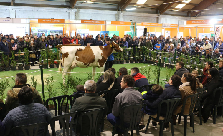 Cerca de 70.000 euros en ventas en la Semana Gandeira de Mazaricos