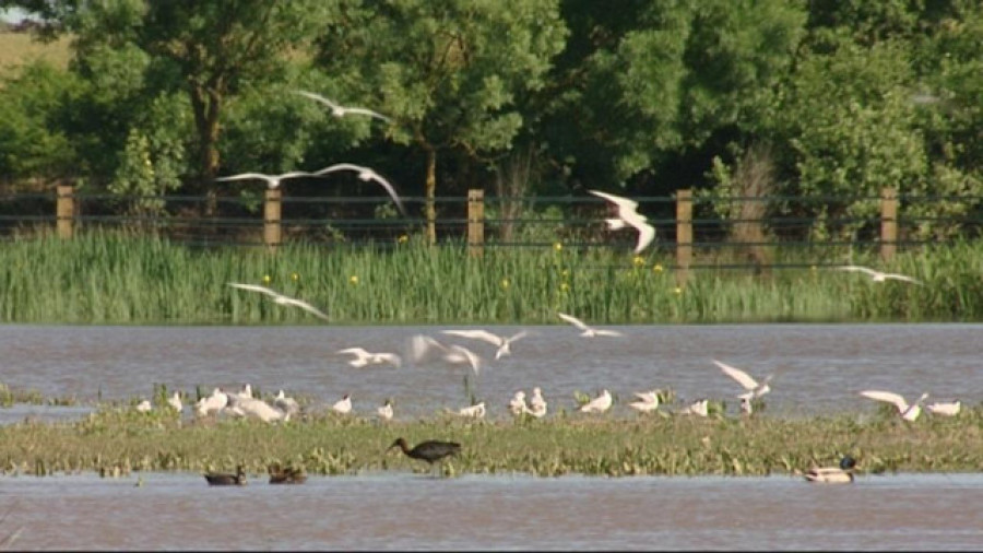 Doñana, excluida de la lista verde del organismo ambiental más grande del mundo