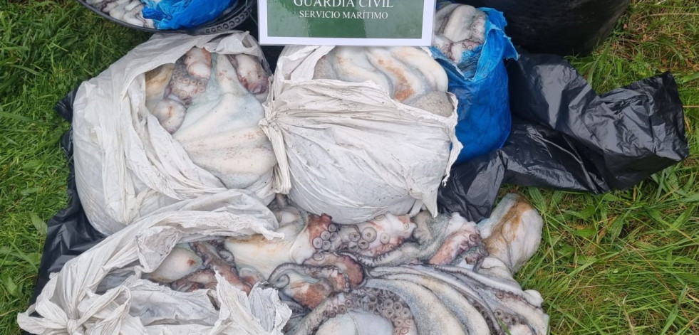 Incautados más de 100 kilos de pulpo en Malpica