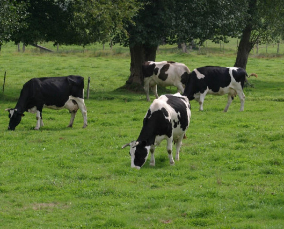 Vacas 1