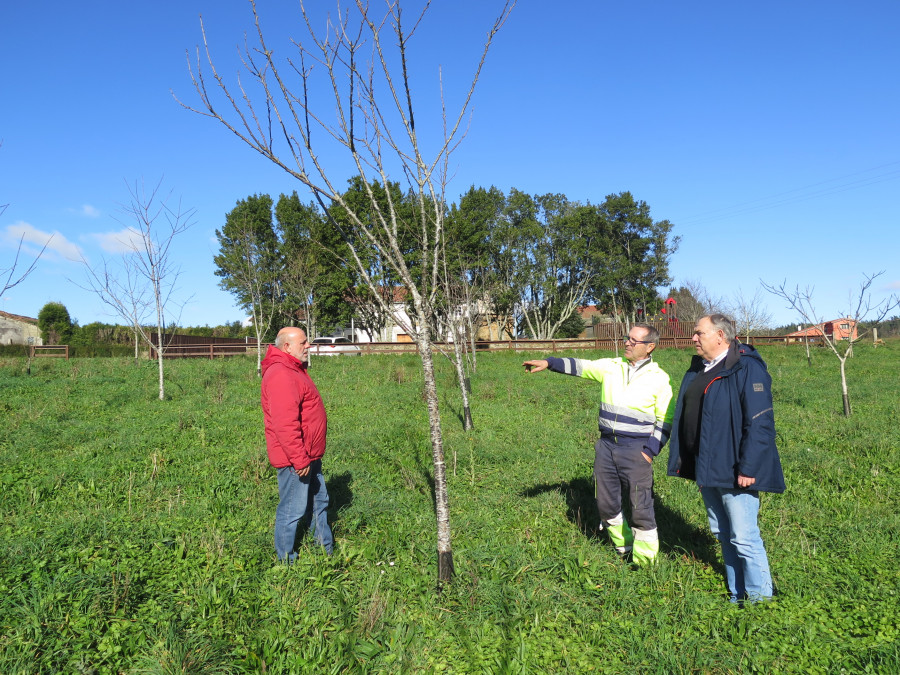 El Concello larachés organiza dos obradoiros de poda e injerto de árboles frutales