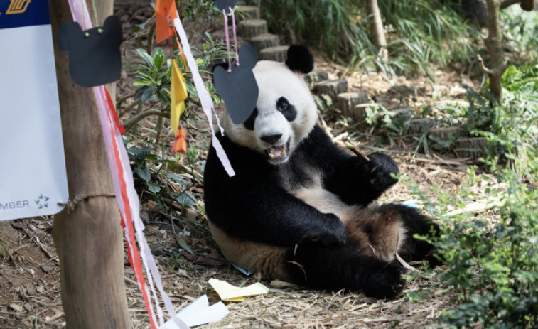 El panda de China que pasa de macho a hembra a los cuatro años