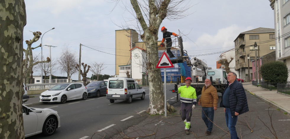 La campaña anual de poda de árboles de A Laracha llega al campo da feira de Paiosaco