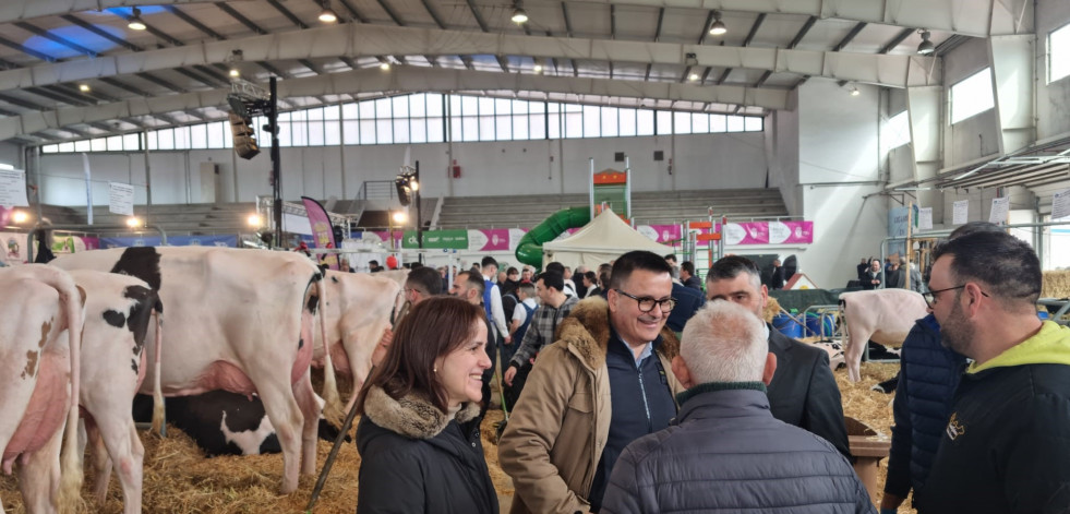 Santa Comba, capital gallega de la ganadería con el 32º Concurso autonómico da raza frisona “Fefriga”