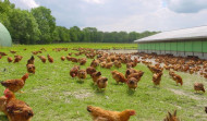 Galicia tiene más de 40.500 gallineros registrados