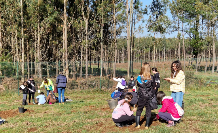 Plantaciones en Carballo y Laxe para celebrar el Día da Árbore