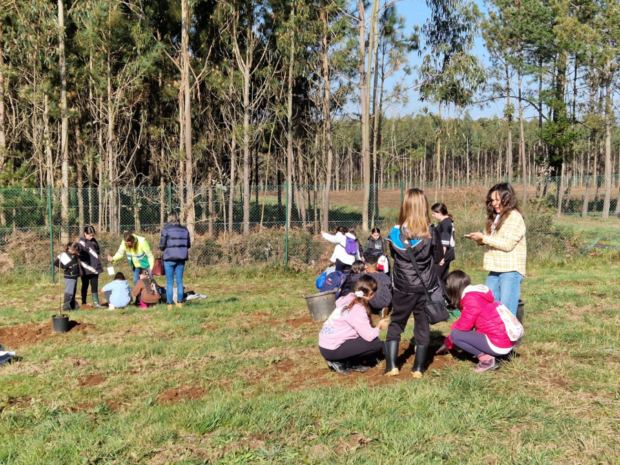 Plantaciones en Carballo y Laxe para celebrar el Día da Árbore