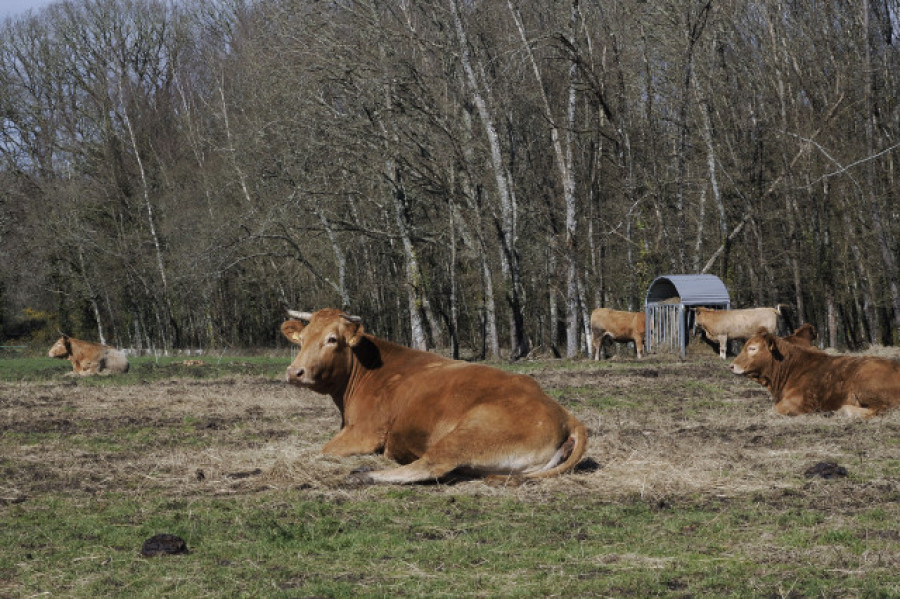 Los ganaderos protestan ante la "decisión política" de la Xunta de sacrificar 40 vacas