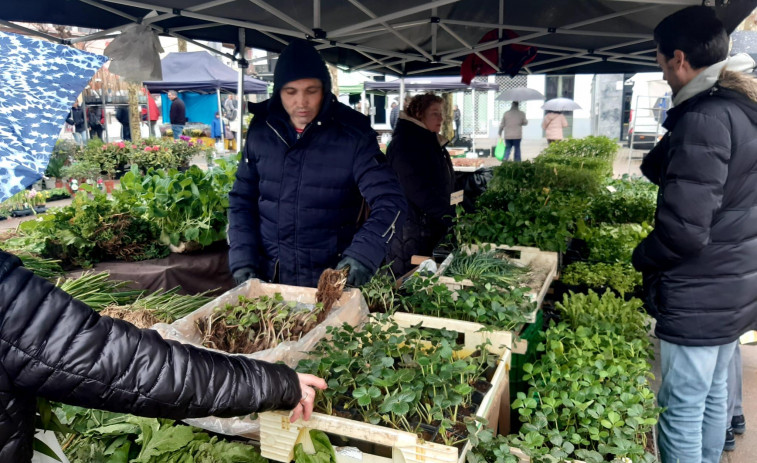 La lluvia y las fiestas diezman las últimas ferias del mes de marzo en Carballo y Cee