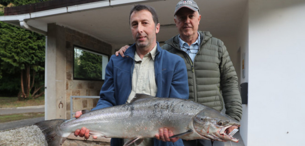 El río Narcea da un campanu de récord: 19.300 euros por un salmón de 8,2 kilos