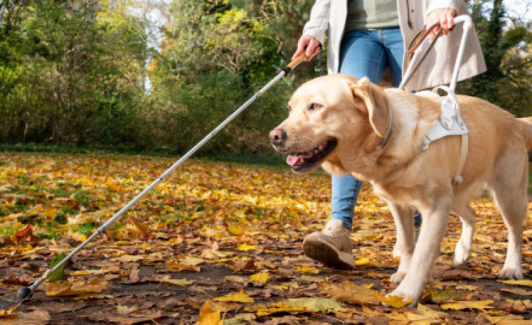 ¿Cómo se adiestra a un perro guía?