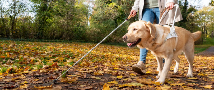 ¿Cómo se adiestra a un perro guía?