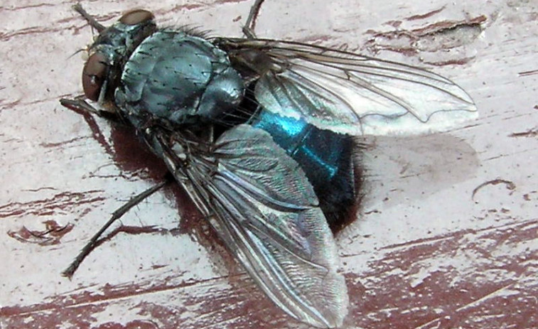 Galicia sufre una plaga de moscas